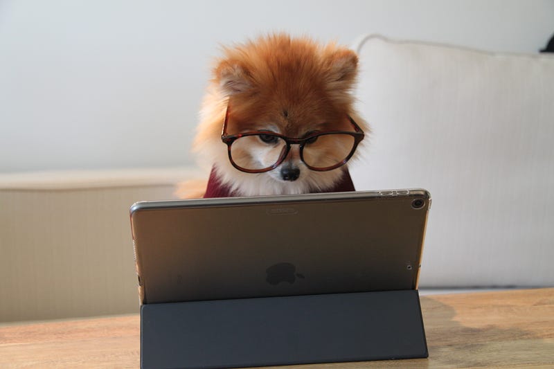 Pom wearing glasses and staring at laptop