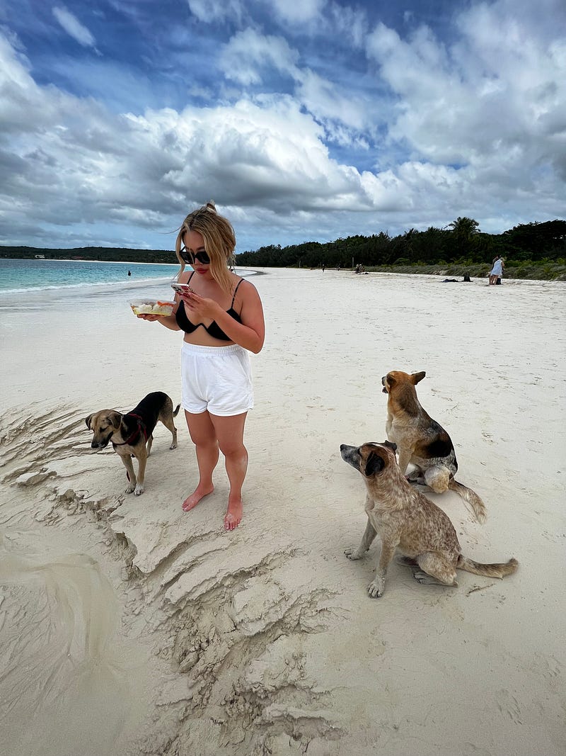 Lifou島野狗覬覦食物