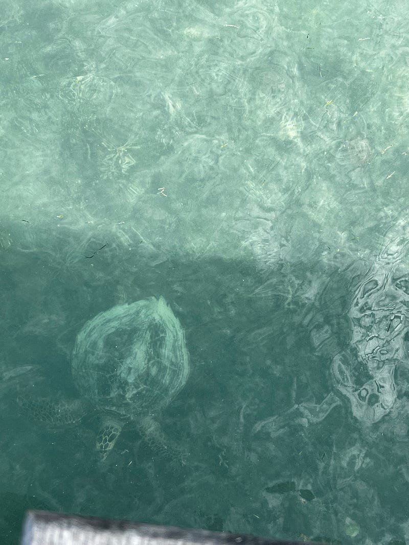 Signal Island野生海龜奇遇