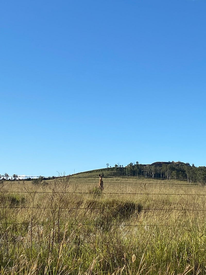 澳洲野生袋鼠路過車前