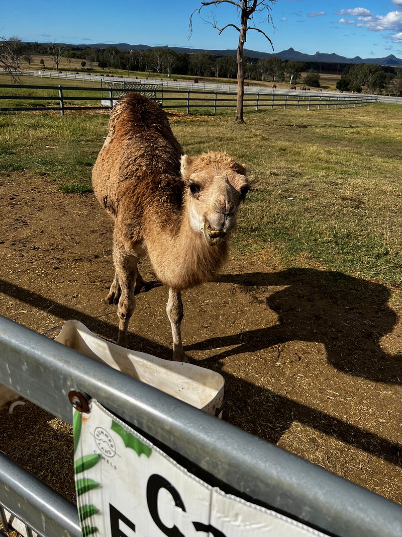澳洲駱駝農場動物體驗