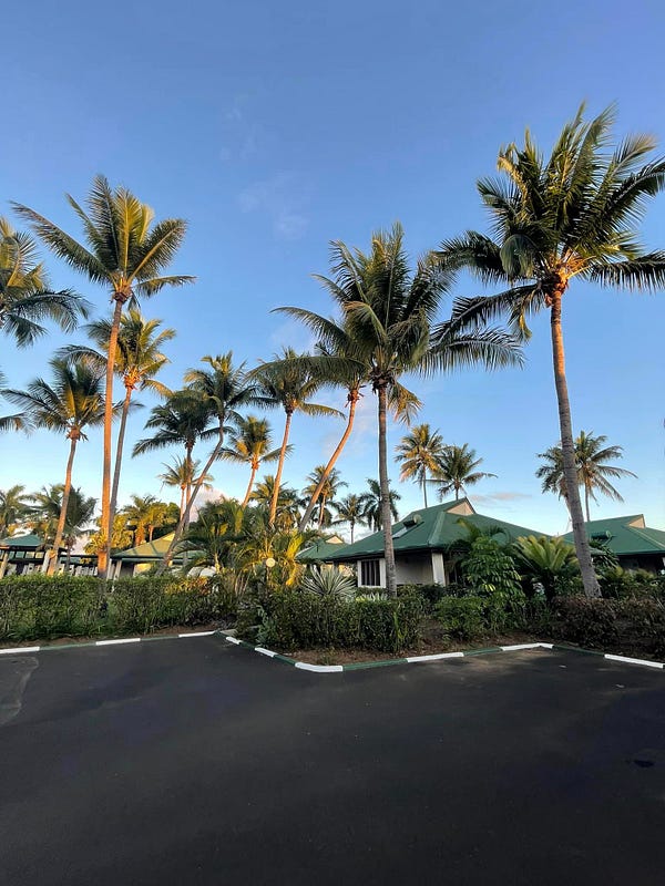 斐濟椰子樹風景