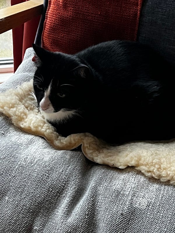 Airbnb 可愛黑白貓