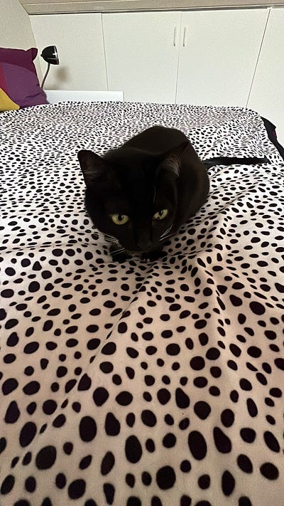 海牙 Airbnb 溫馨小陽台