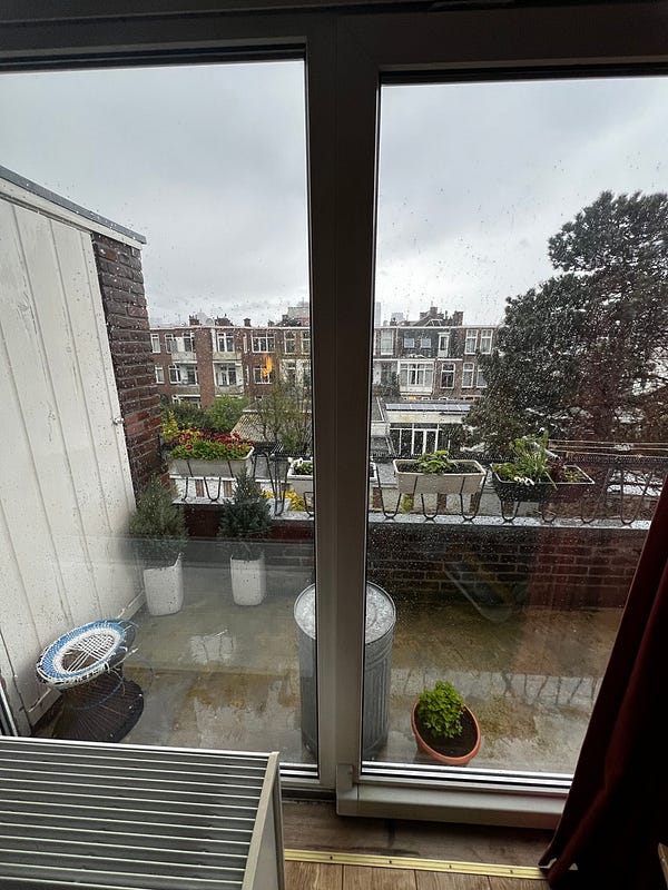 荷蘭住宿柬埔寨貓咪