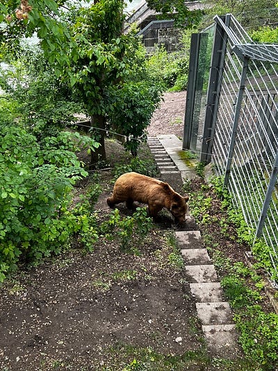 伯恩熊公園的棕熊覓食
