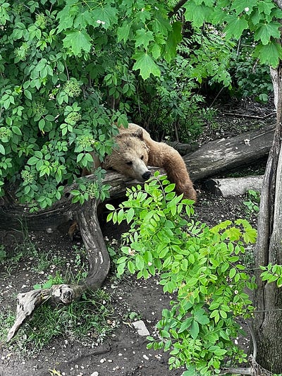 熊公園厭世表情棕熊