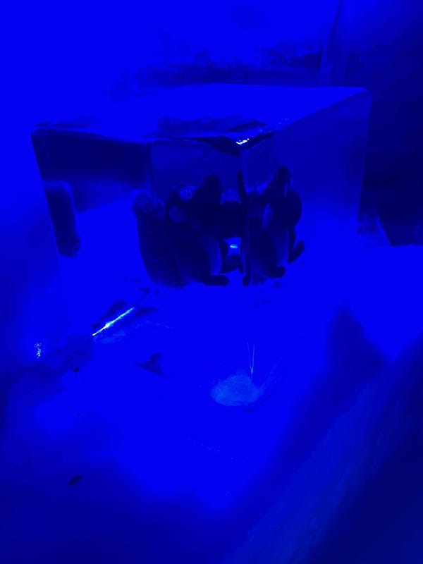 冰原歷險記花栗鼠冰雕