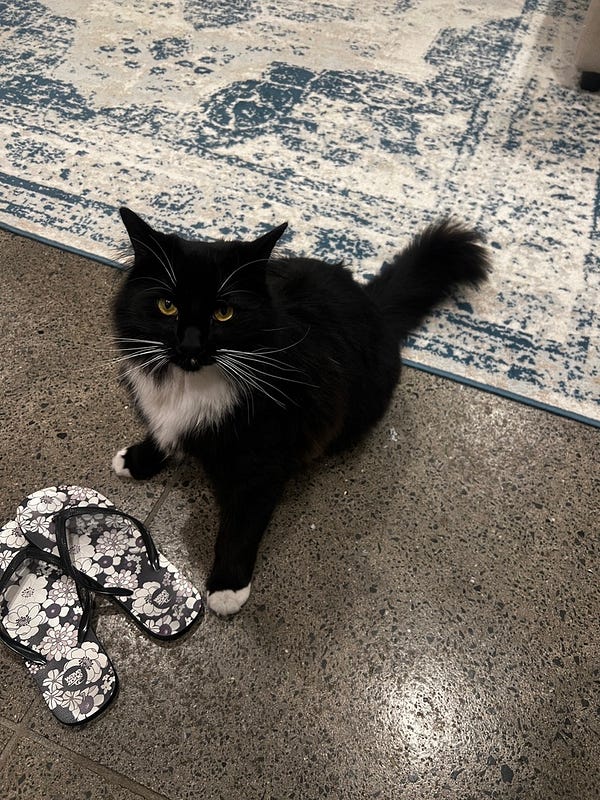 紐西蘭民宿可愛貓咪