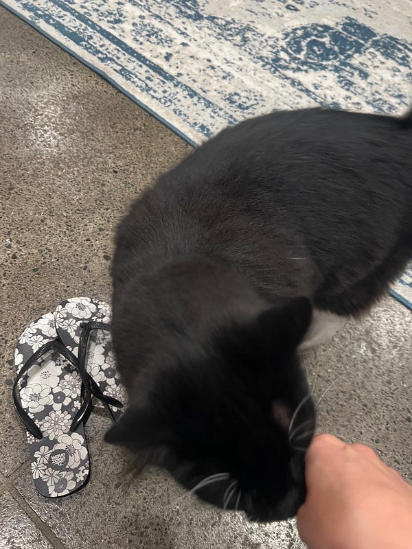 民宿超萌親人橘貓