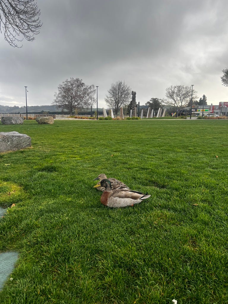 陶波湖悠閒野鴨