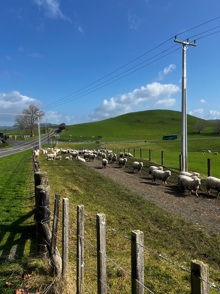 紐西蘭特色綿羊牧場
