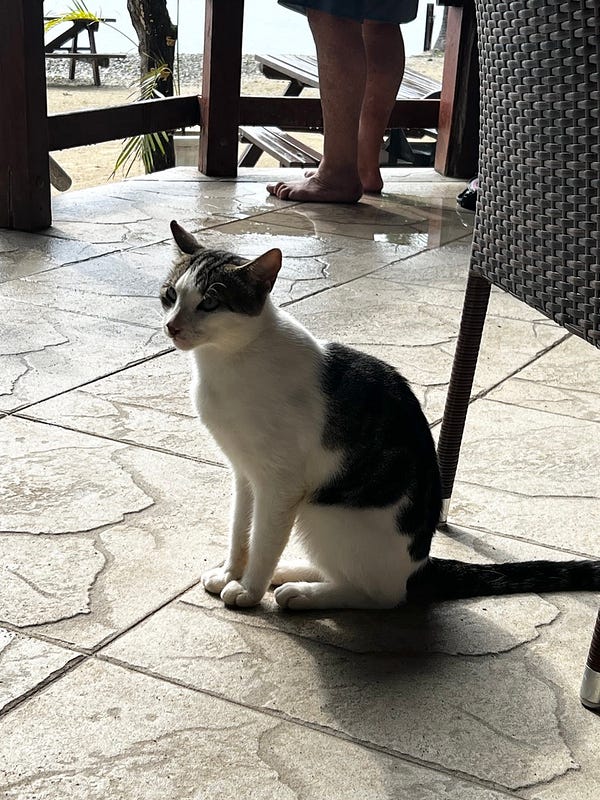 萬那杜島嶼可愛貓咪