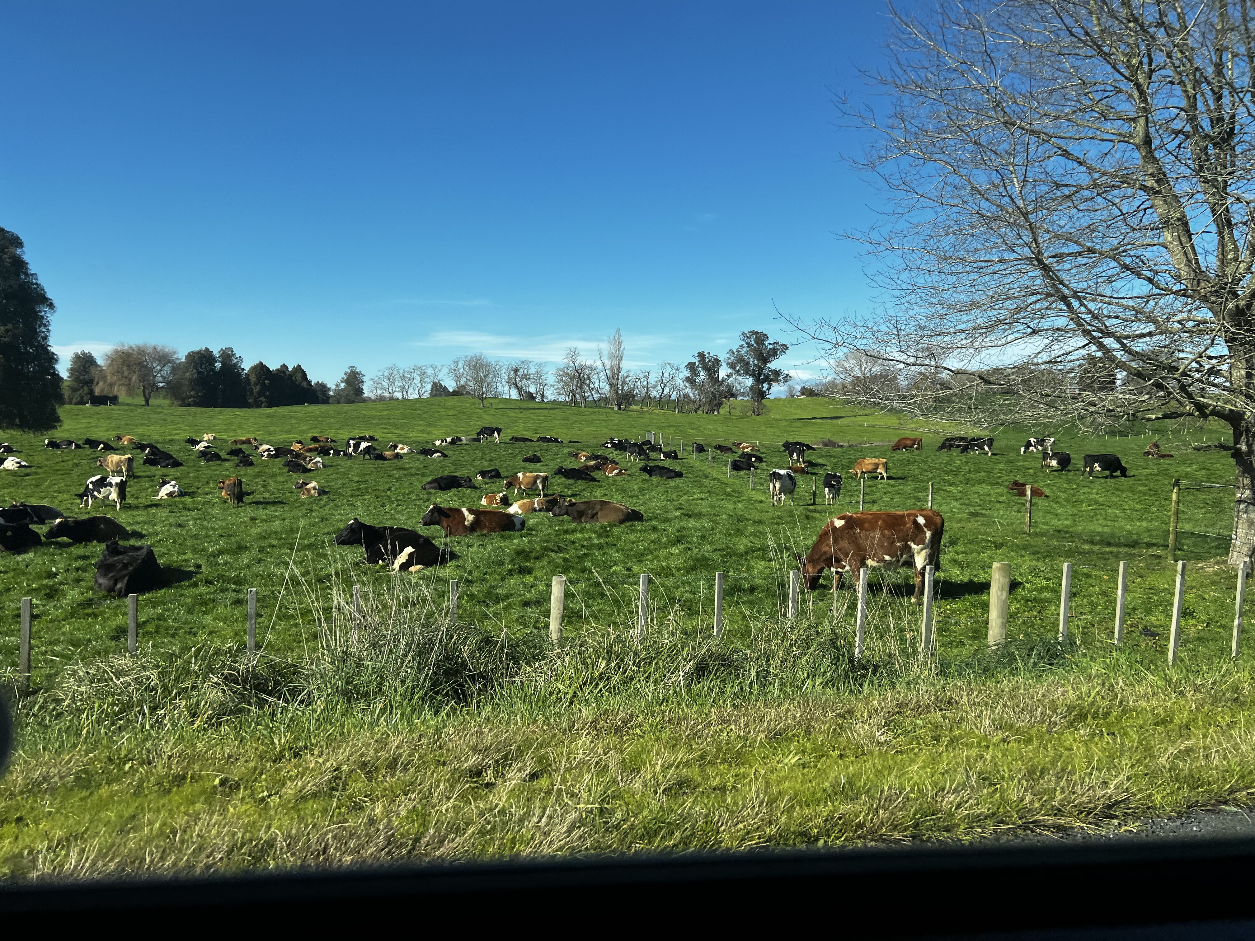紐西蘭自駕一景